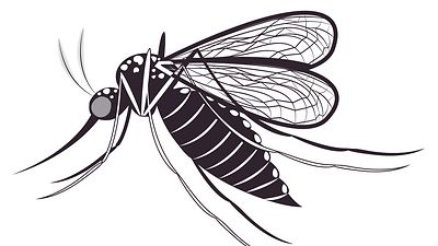  Zeichnung einer Stechmücke