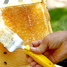  Bienenwachs kämmen beim Tag der Imkerei