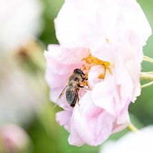 Garten von Ehren Infotage Bienenfreundliche Pflanzen