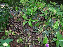  Befallener Rhododendron