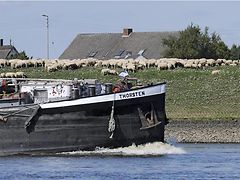  Binnenschiff auf der Elbe, im Hintergrund Schafe auf dem Deich