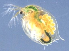 Daphnie unter einem Lichtmikroskop 