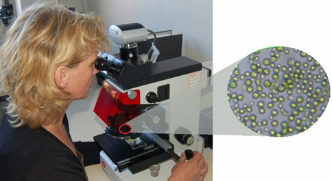 Mitarbeiterin am Mikroskop
