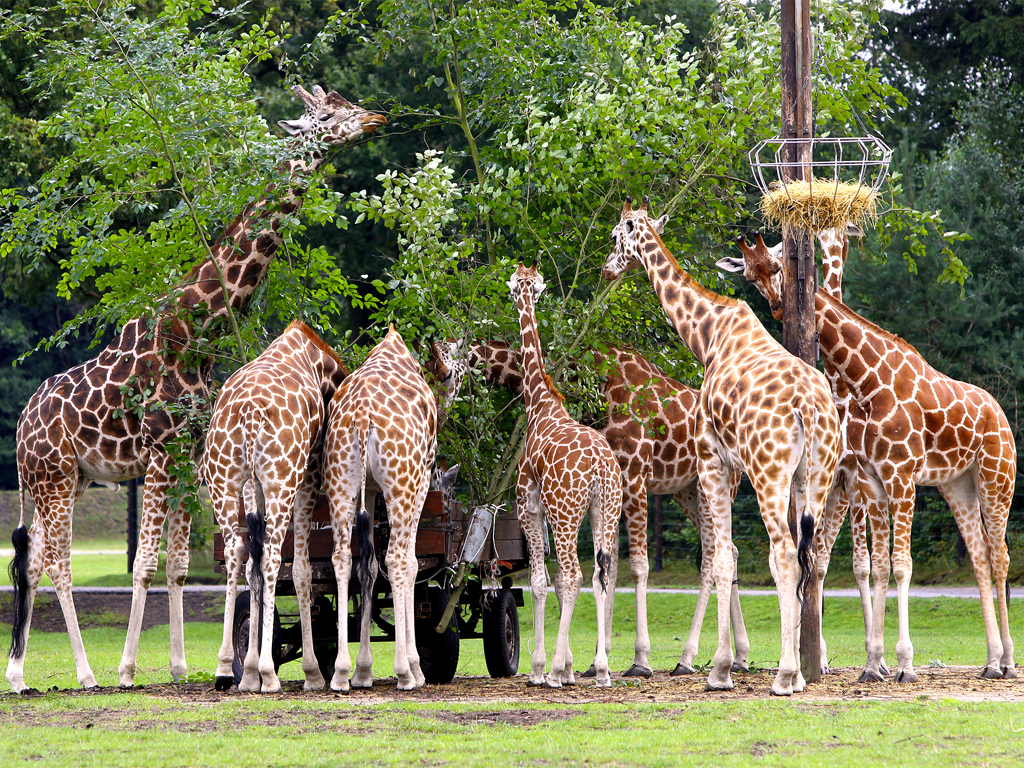 Serengeti Park