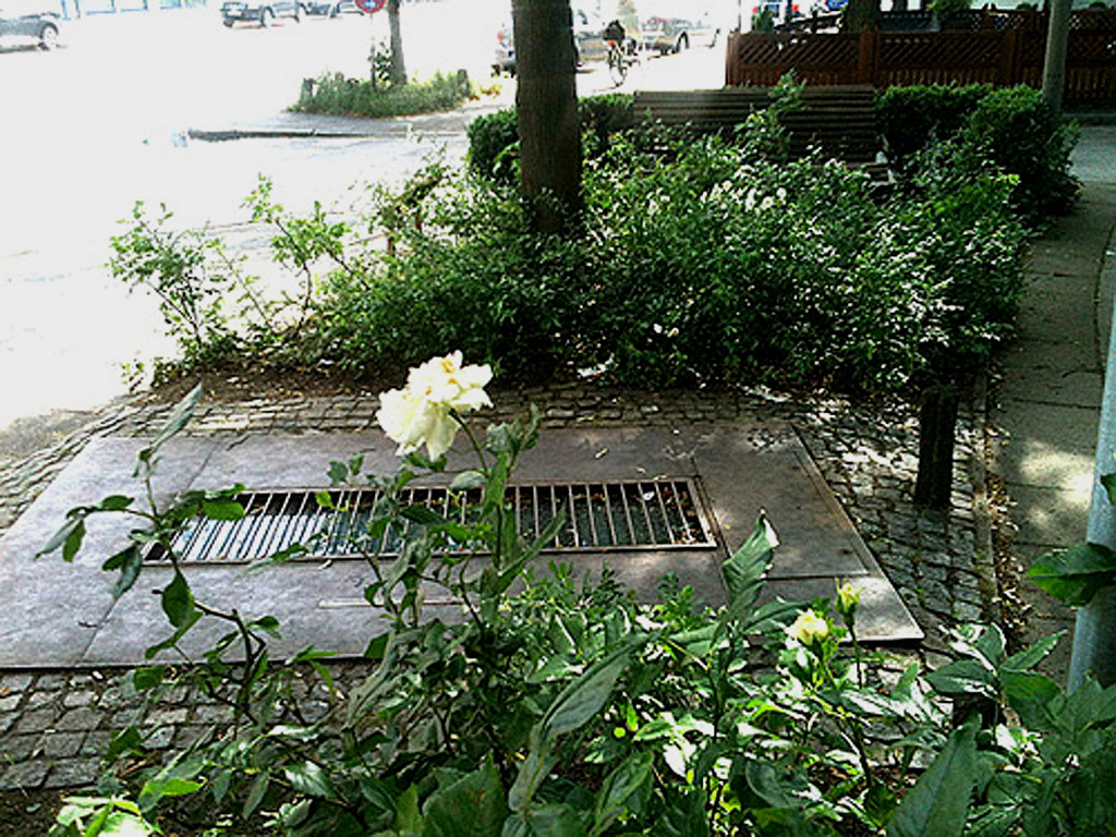 Ein Gitter im Boden eingelassen, davor eine weiße Rose.