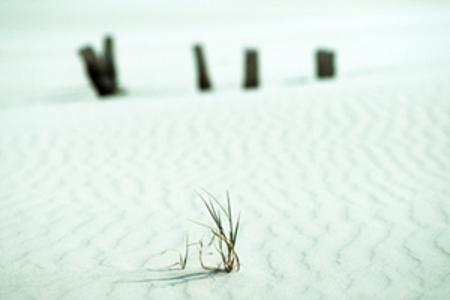 Dünensand, im Hintergrund Holz aus dem Boden ragend und im Vordergrund ein kleines Büschel Gras