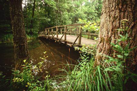 Ein Wald, ein Fluß und eine Brücke
