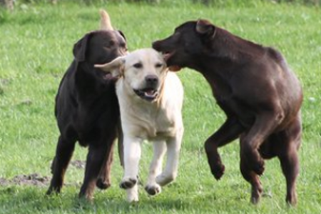 HUNDEDORF Rellingen (Mitglied im BHV) - Golden Retriever und Labrador