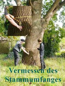 Mitarbeiter vermessen einen Baum