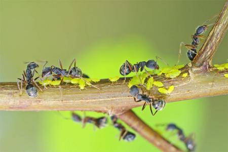 Killfix Schädlingsbekämpfung - Ameisen