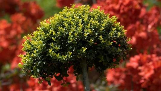 Johs. Wortmann - Pflanzen & Gartenbedarf - Bonsai