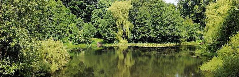 Blick auf den Teich mit grünen Bäumen drumherum.