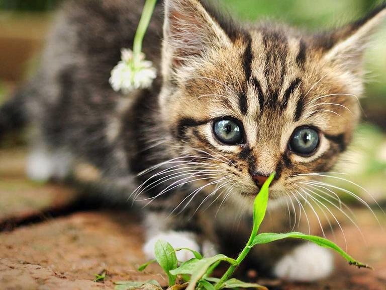Katzenbaby mit blauen Augen riecht an einer grünen Pflanze