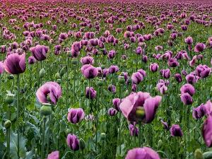 Feld mit lilafarbenen Tulpen