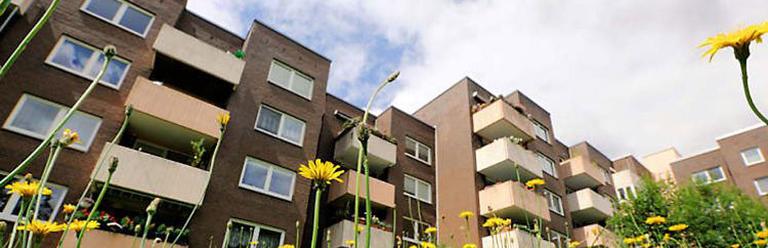 Blöcke mit Mehrfamilienhäusern und gelben Blumen im Vordergrund.