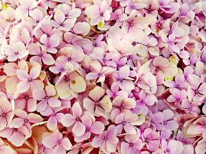 Nahaufnahme von rosafarbenen Hortensienblüten