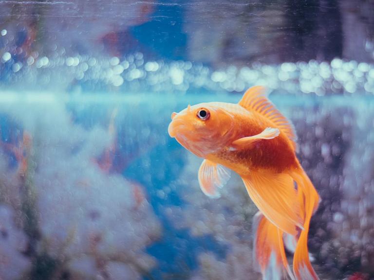 Es ist ein gelber Fisch im Aquarium zu sehen.