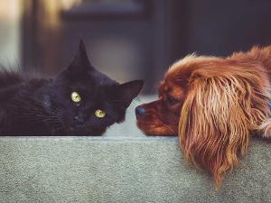 Eine schwarze Katze und ein braunroter Hund liegen auf einem gepolsterten Untergrund
