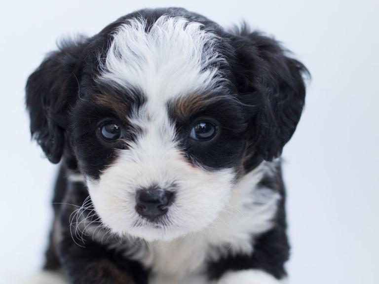 Kleiner schwarz-weißer Hundewelpe mit blauen Augen