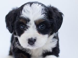 Kleiner schwarz-weißer Hundewelpe mit blauen Augen