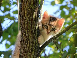 Eine kleine Babykatze sitzt auf einem Baum und schaut hinunter in die Kamera