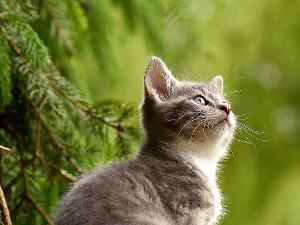 Seitliche Aufnahem einer grauen Katze die vor einer Tanne sitzt und nach oben schaut