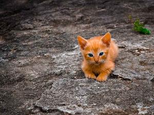 Eine kleine orangefarbene Katze mit blauen Augen liegt auf grauen Steinen
