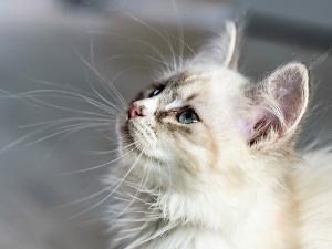 Seitliche Aufnahme einer flauschigen weiß-beigen Katze mit blauen Augen 