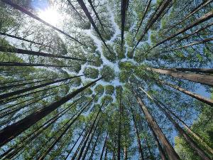 Foto im Wald, Blick nach oben in den Himmel