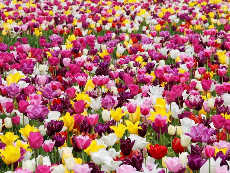 Viele bunte Tulpen