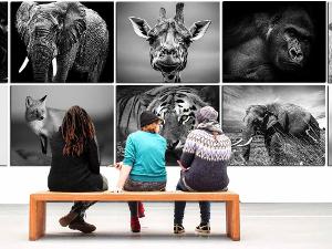 Drei Menschen sitzen auf einer Holzbank und schauen sich schwarz-weiß Fotos von Tieren an