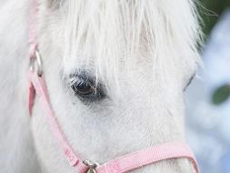 Weißes Pony in der Nahaufnahme mit einem rosafarbenen Geschirr