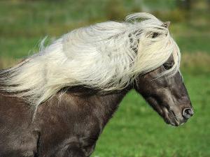 Ein schwarzes Pferd mit weißer Mähne läuft über eine grüne Wiese