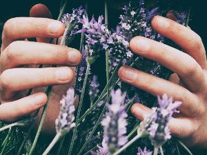 Hände umfassen einen Strauß Lavendel