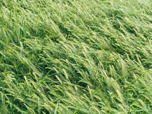 Wind weht durch ein Feld mit grünen Gräsern