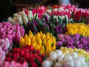 Viele bunte Bunde Tulpen