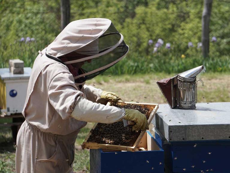 Ein Mensch in einem weißen Schutzanzug hält eine Platte mit Honig und Bienen in den Händen