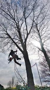 Ein Mann hängt an einem Seil an einem Baum
