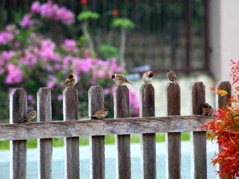 Ein Holzzaun und oben drauf sitzen mehrere kleine Vögel