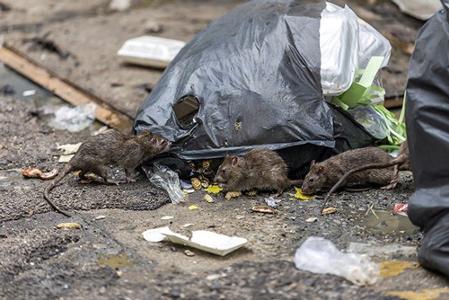 Ratten an einem Müllsack der auf dem Asphalt liegt