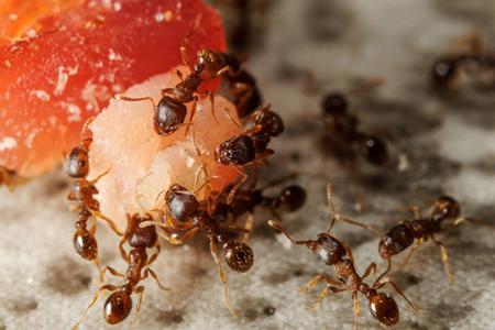 Ameisen auf einem Essensrest