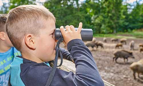 Junge schaut ins Wildschweingatter im Erlebniswald Trappenkamp