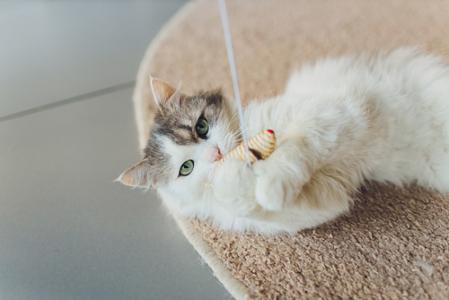 Eine weiße Katze liegt auf einem beigen Teppich und krallt sich an einem Spielzeug an der Leine fest