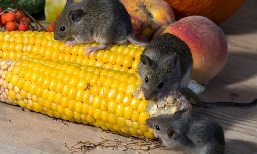 Drei Mäuse knabbern an einem Maiskolben