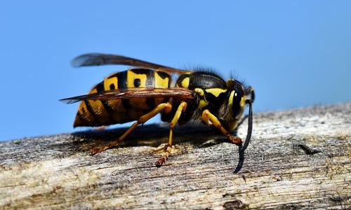 Eine Wespe auf einem Stück Holz