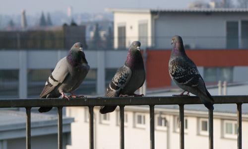 Drei Tauben sitzen auf einem Geländer