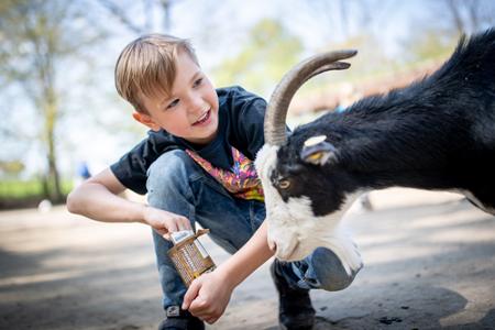 Ein Junge füttert eine Ziege