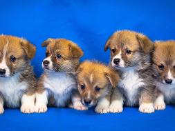 Fünf kleine Hundewelpen vor einem blauen Hintergrund