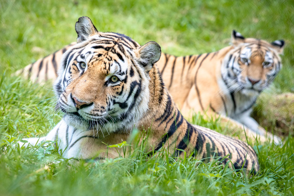 Zwei Tiger liegen in grünem Gras