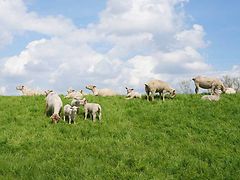  Schafe auf dem Deich